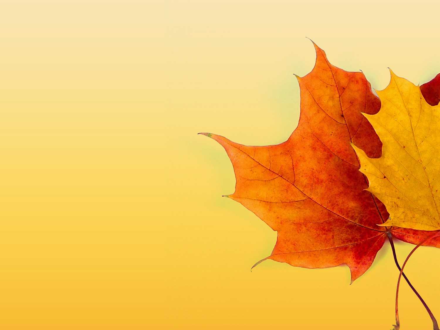 Autumn Ppt Background – Powerpoint Backgrounds For Free Regarding Free Fall Powerpoint Templates