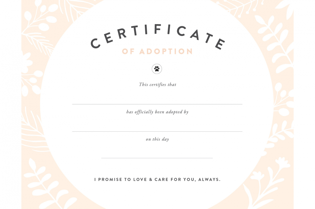 Pretty Fluffy Throughout Pet Adoption Certificate Template