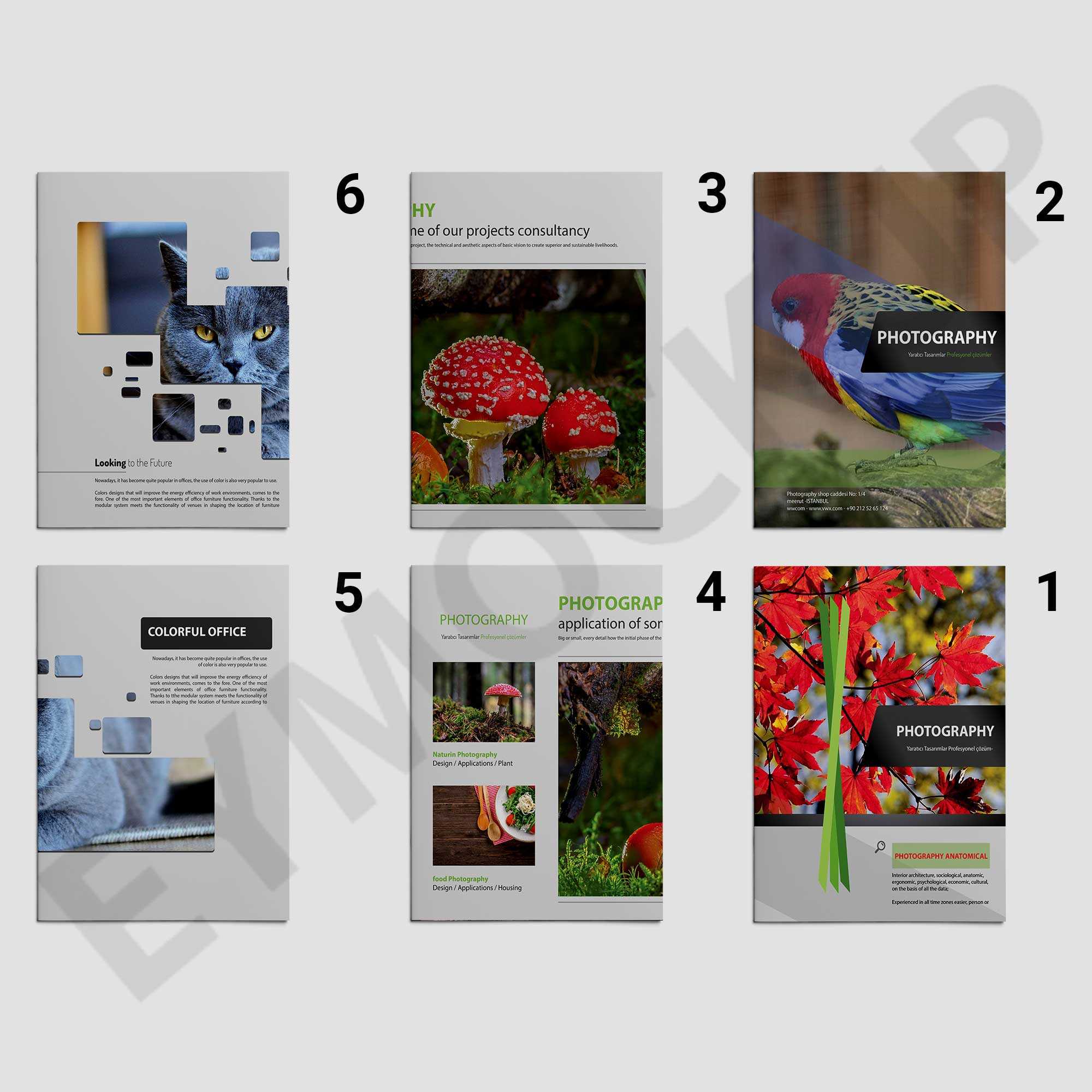 Zoo Photography Brochure Template | Eymockup Throughout Zoo Brochure Template